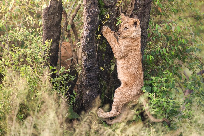 Marsh Pride Cubs in Masai Mara