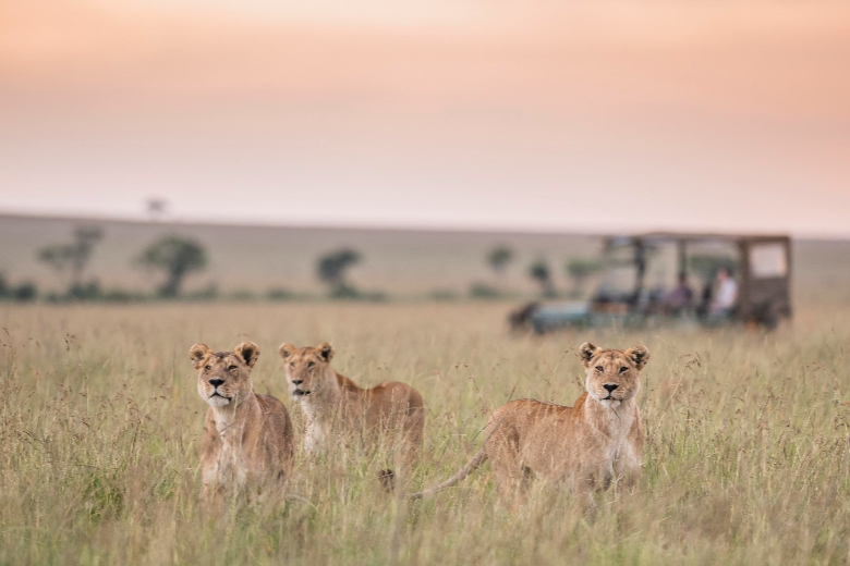 Masai Mara Safari