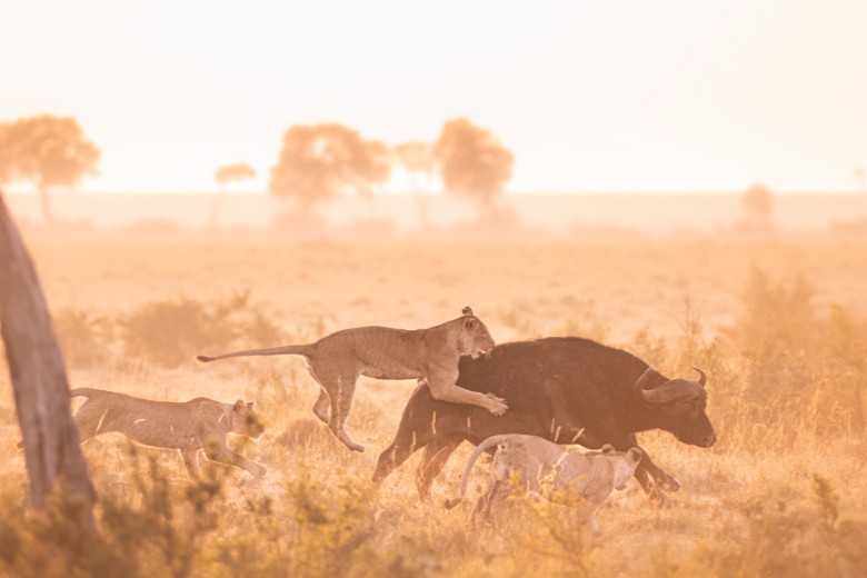 Buffalo hunt in Masai Mara