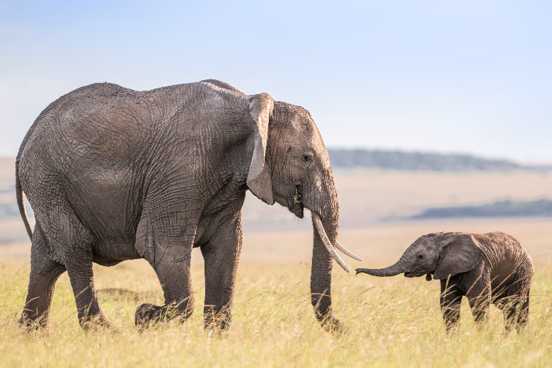 Mother elephant and Calve - Masai Mara