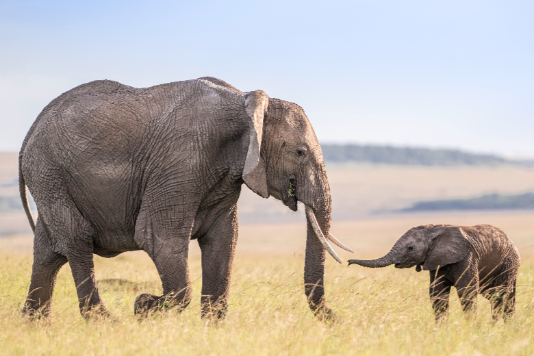 Masai Mara Safari
