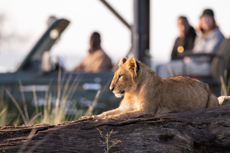 Responsible Safari in Kenya | Guide to Ethical & Sustainable Travel