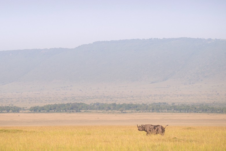 Rhino in Masai Mara