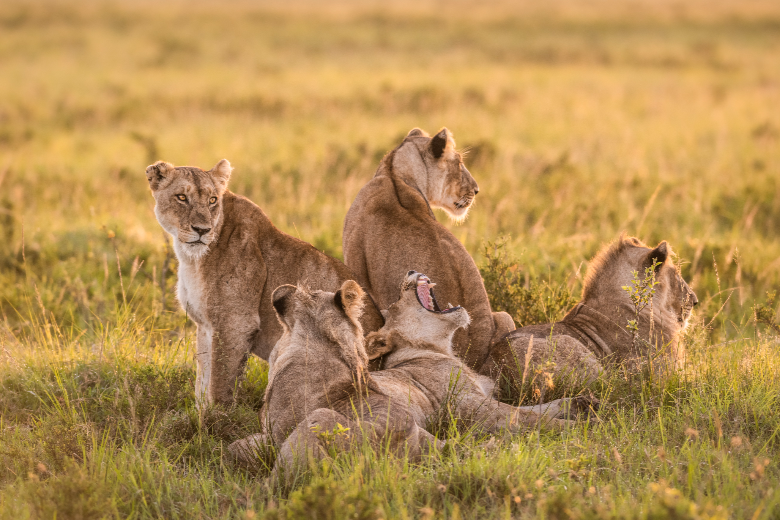 Masai Mara Safari