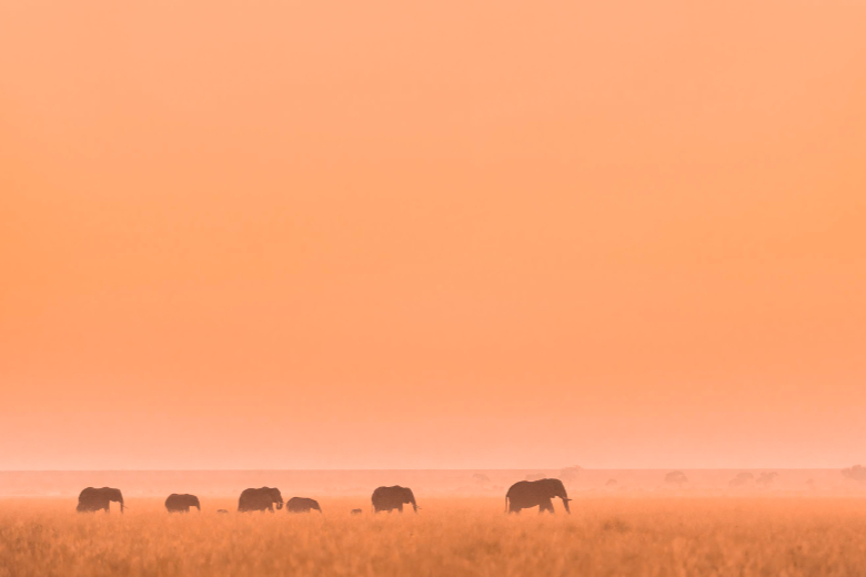 Masai Mara Safari