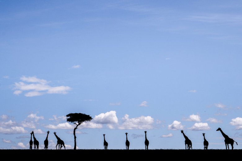 Masai Mara Safari