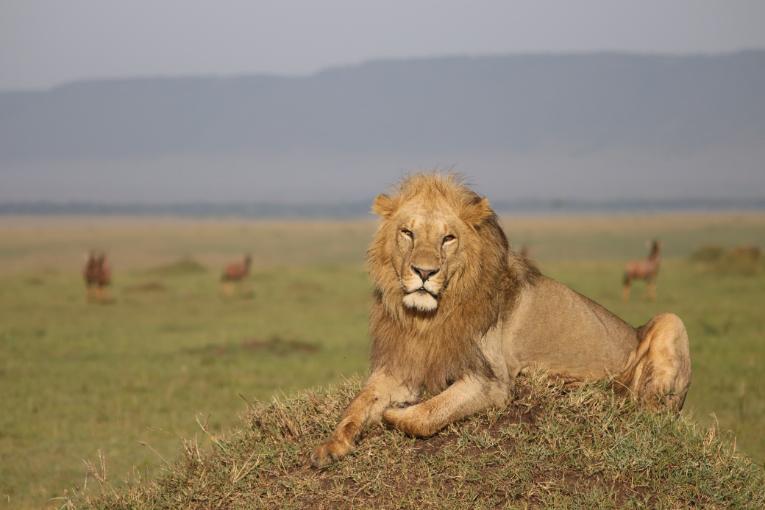 Kiongozi
