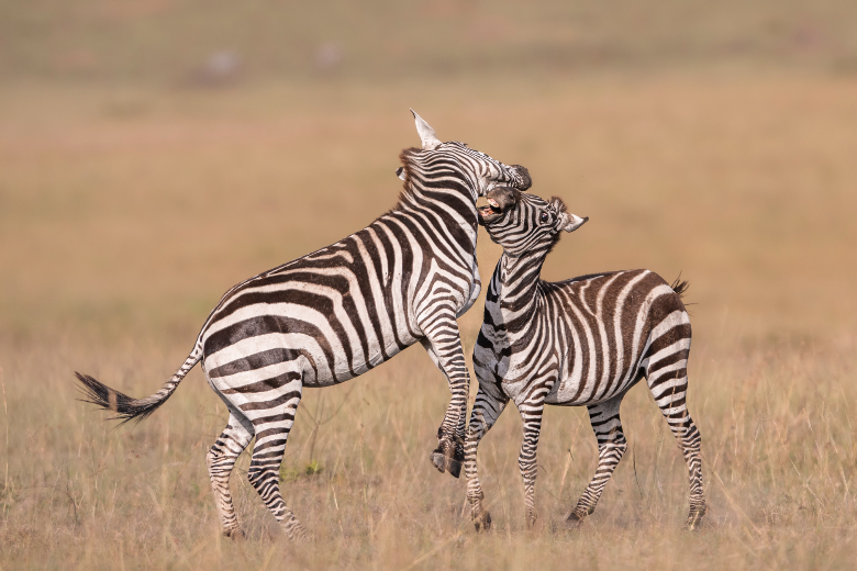 Masai Mara Safari