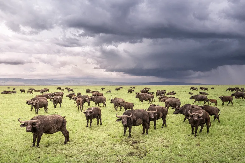 Masai Mara Safari (Buffalos)