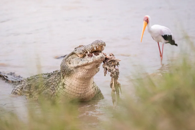 Masai Mara Safari (Crocodile)