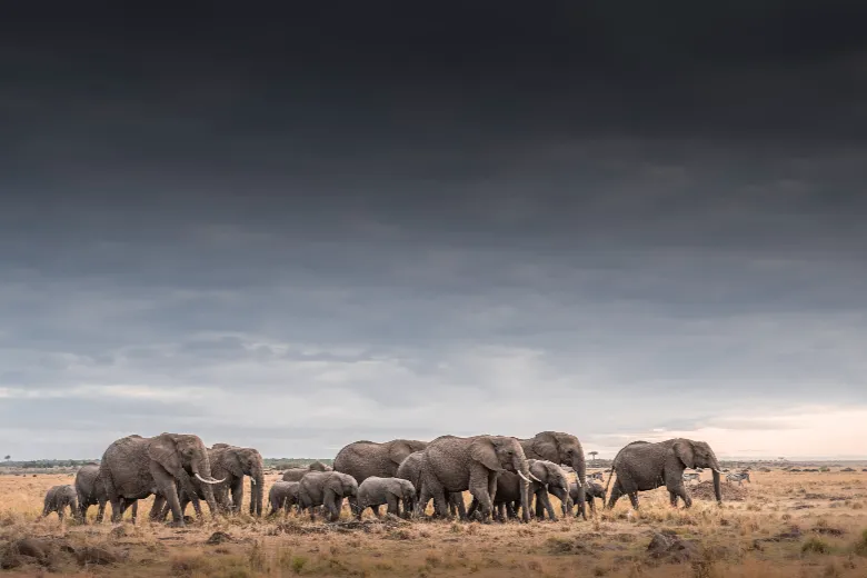 Masai Mara Safari (Elephant Herd)
