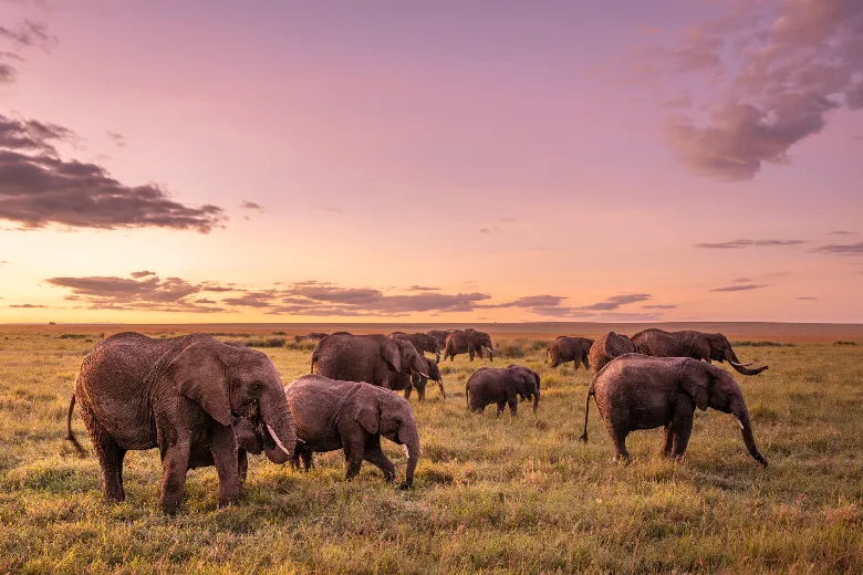 Masai Mara Safari (Elephants)