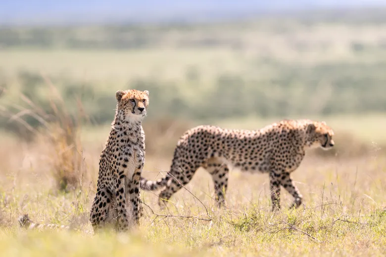 Masai Mara Safari (Cheetah)