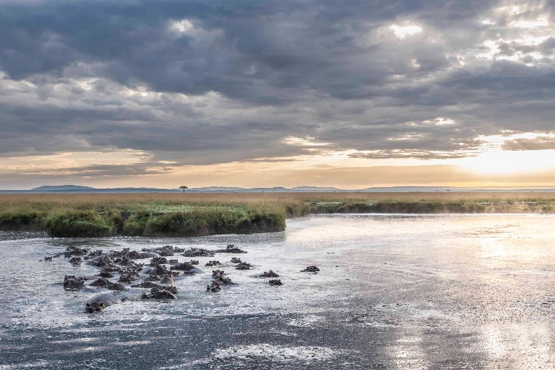 Mara River Hippos