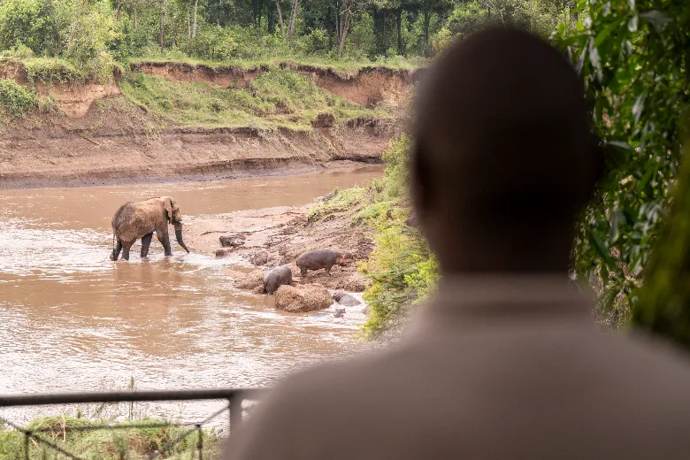 Elephants in Governors Camp - Mara River