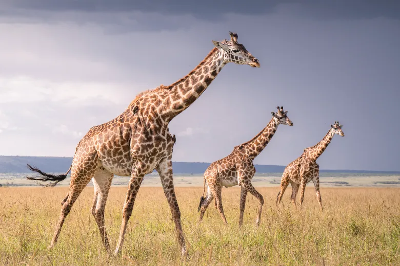 Masai Mara Safari (Giraffes)