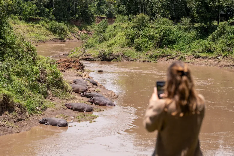 Hippos at Mara River
