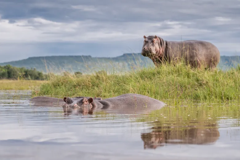 Masai Mara Safari (Hippos)
