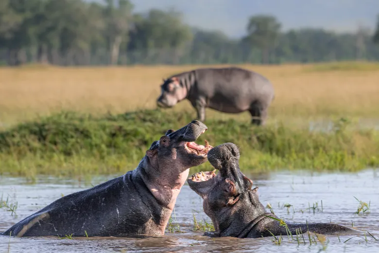 Masai Mara Safari (Hippo Fight)