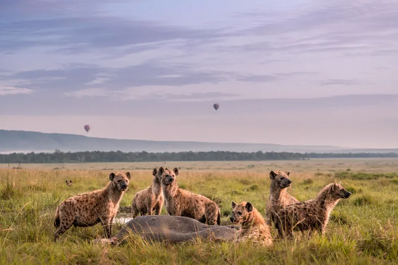 Masai Mara Safari (Hyena)