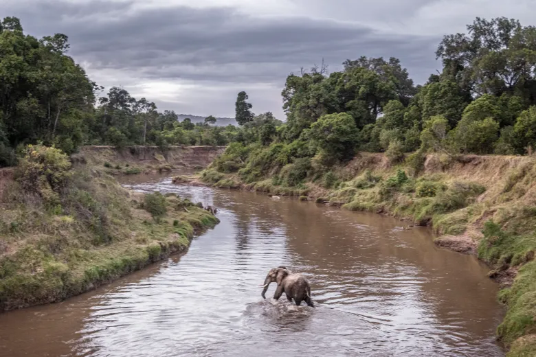 Mara River Elephant