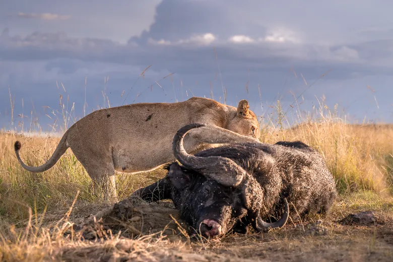Masai Mara Safari (Paradise Pride)