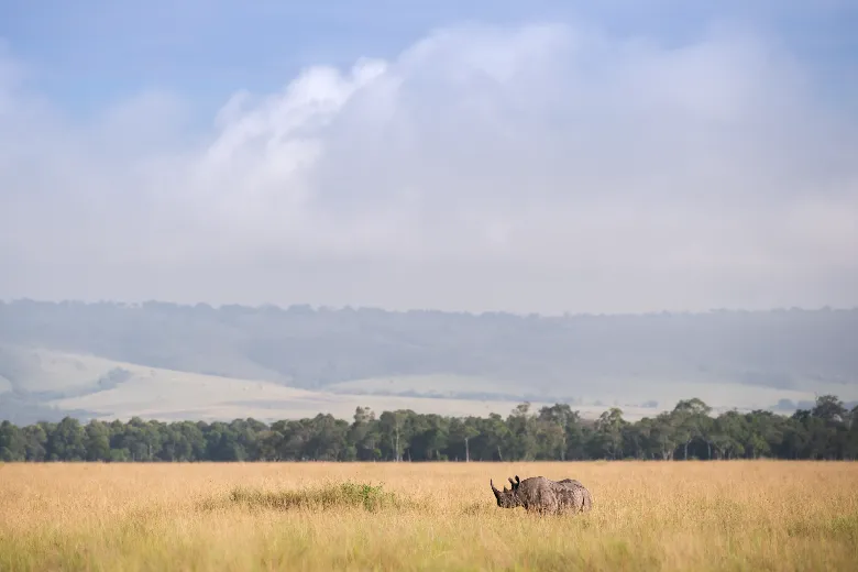 Masai Mara Safari (Rhino)