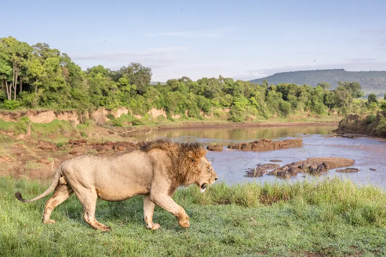 Masai Mara Safari (Riverline Pride)