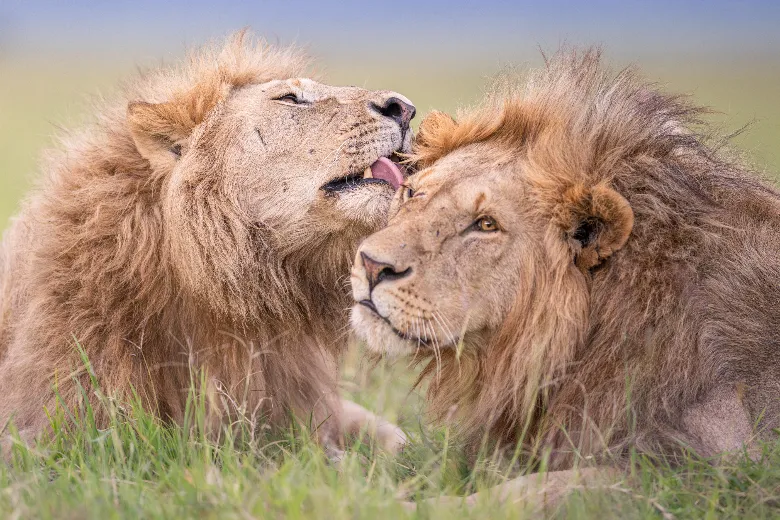 Masai Mara Safari (Topi Males)