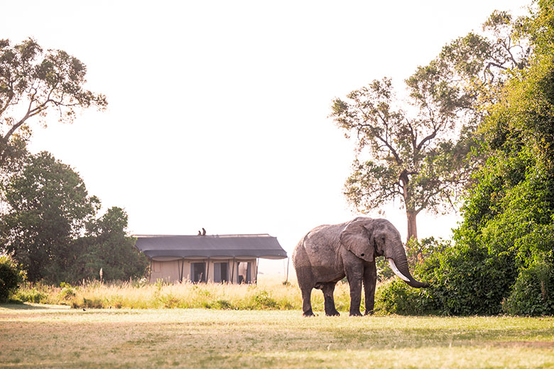 Wildlife at Safari Camp: What You’ll See at Governors’ Camp in the ...