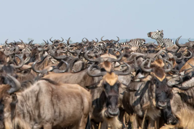 Masai Mara Safari (Wildebeest)