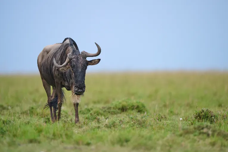 Masai Mara Wildebeest