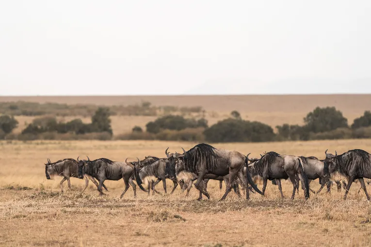 Masai Mara Wildebeest