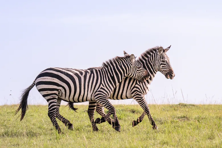 Masai Mara Safari (Zebra)