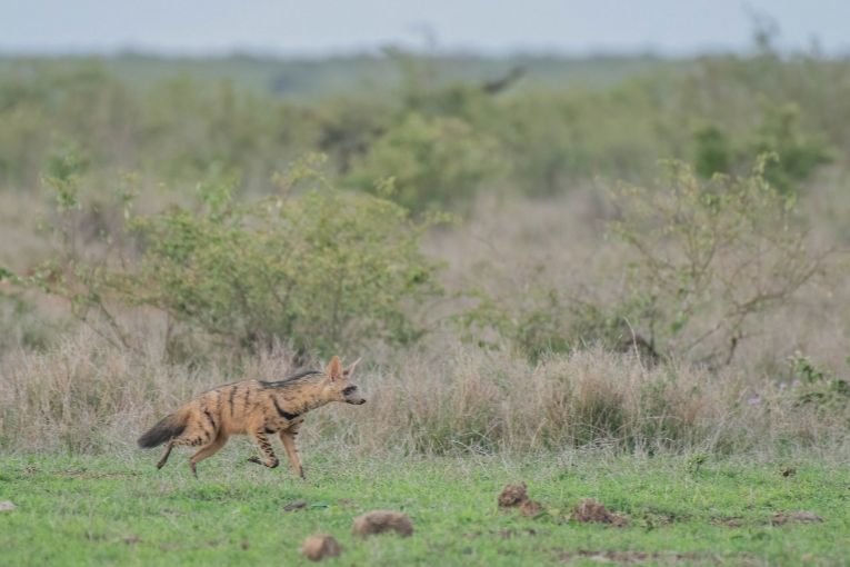 Aardwolf