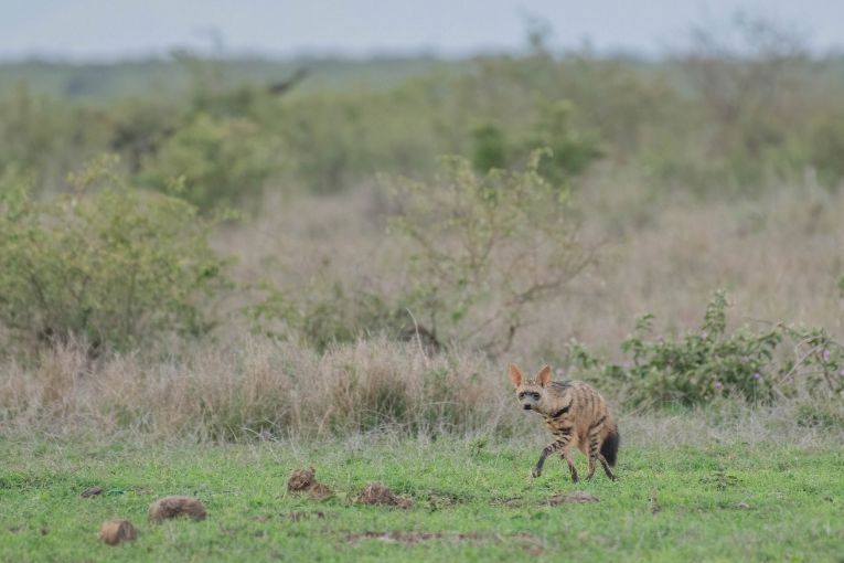 Aardwolf