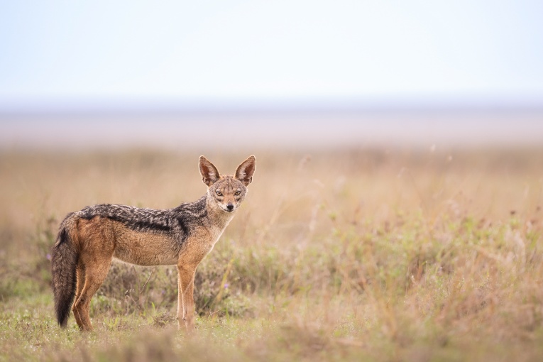 Black-Backed Jackal Guide: Diet, Lifespan & more | Governors’ Camp