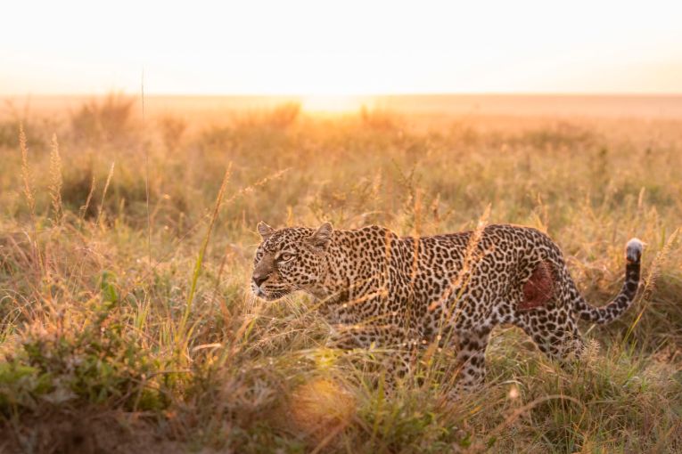 Leopard in the Mara