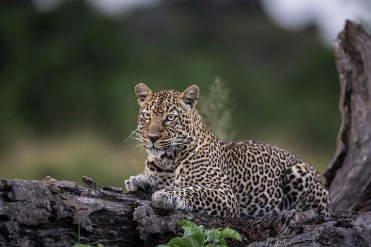Leopard in the Mara