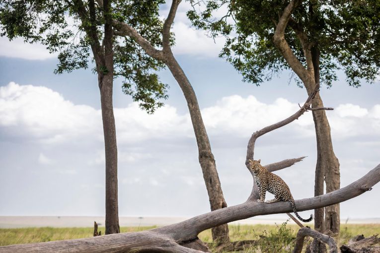 Leopard in the Mara
