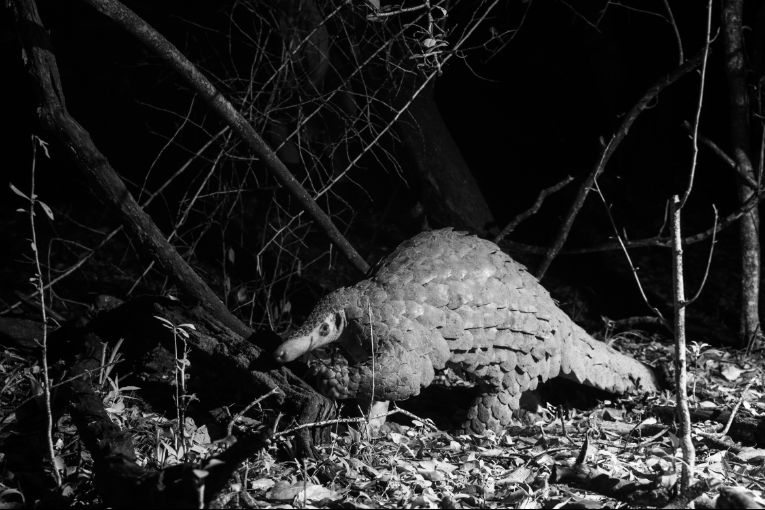 Giant Ground Pangolin