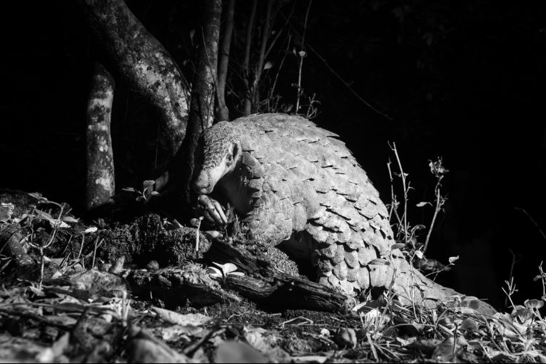 Giant Ground Pangolin