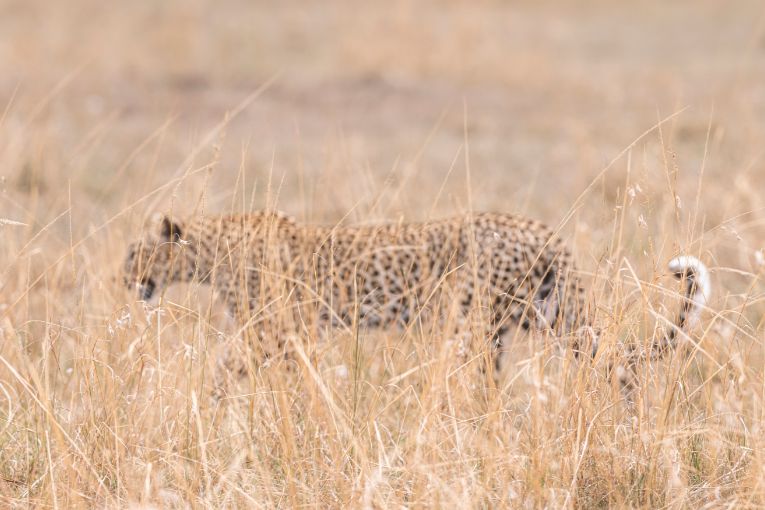 Leopard in the Mara
