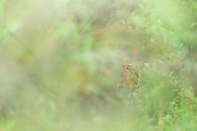 Leopard in the Mara