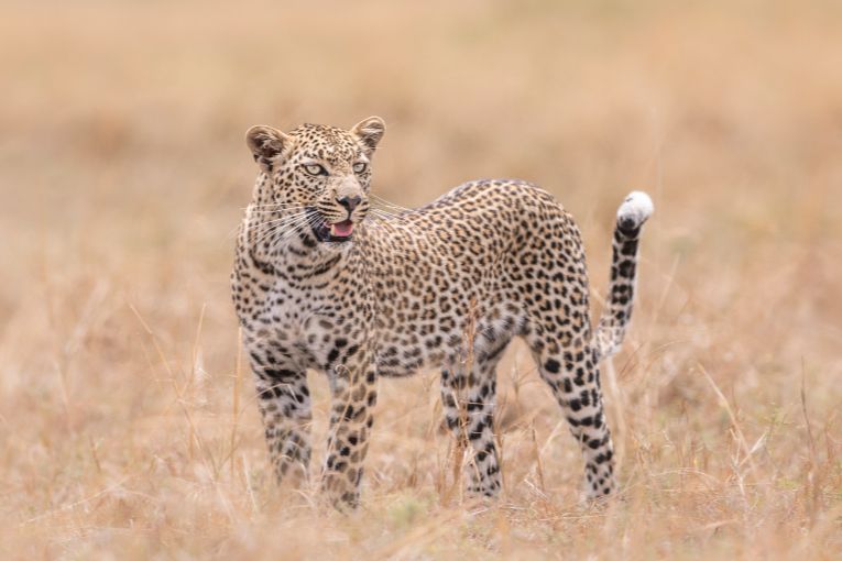 Leopard in the Mara