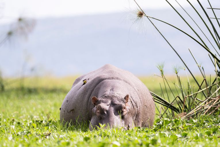 Hippo on the shores of Loldia