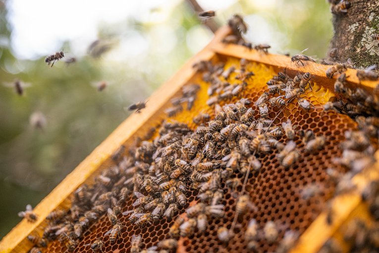 CITW Celebrate World Bee Day - The Governors Camp