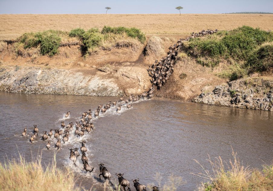 Migration Masai Mara