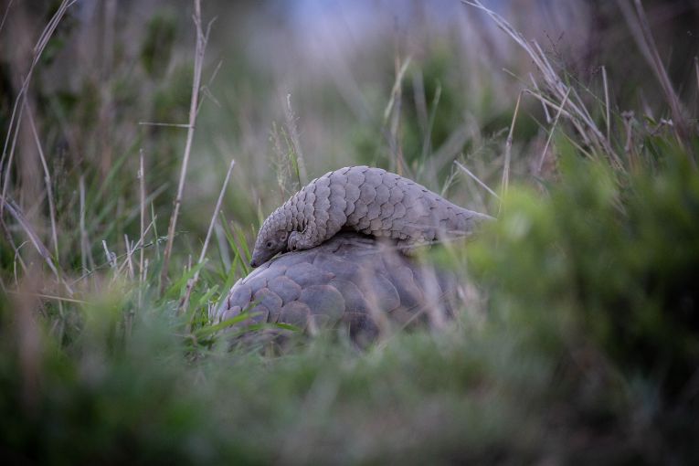 Giant Ground Pangolin