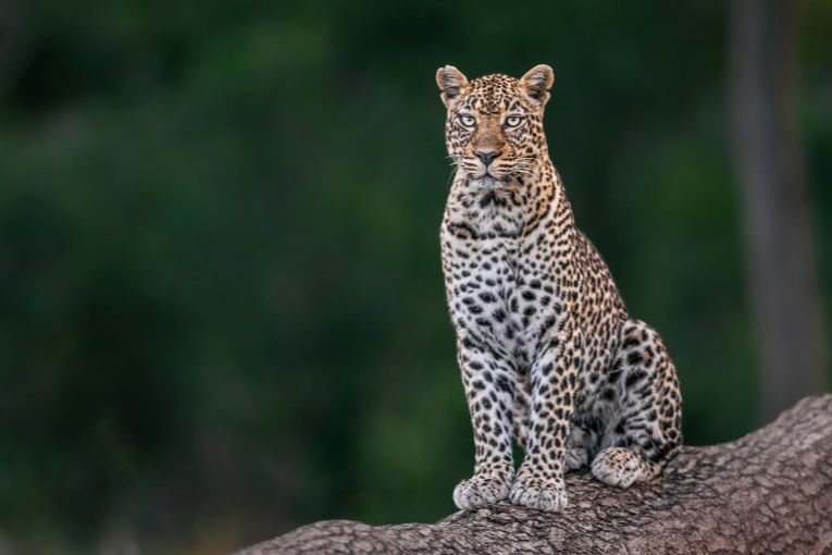 Leopard in the Mara